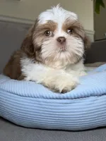 Sprinkle , a female Shih Tzu for sale in Chicago, IL – Photo 3 of 4