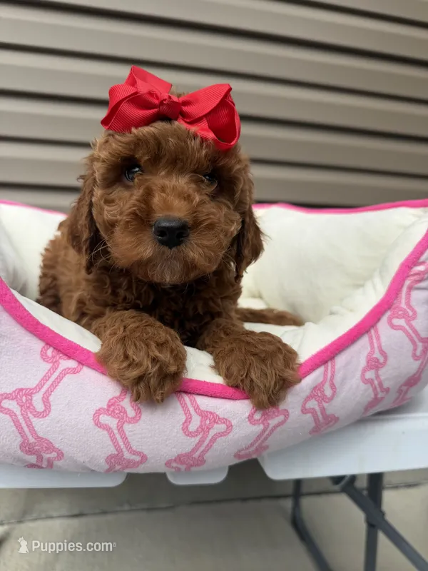Redd – Miniature Goldendoodle puppy for sale in Chicago, IL
