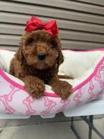 Redd, a female Miniature Goldendoodle for sale in Chicago, IL – 1 of 3