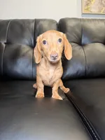 Golden, a female Miniature Dachshund for sale in Chicago, IL – 1 of 3