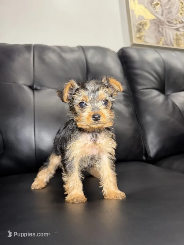 Tiff – Yorkshire Terrier puppy for sale in Chicago, IL