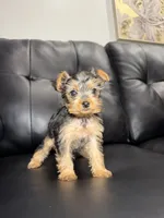 Tiff, a female Yorkshire Terrier for sale in Chicago, IL – 1 of 3