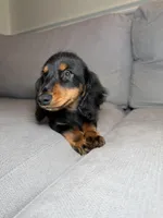 Rolex, a male Miniature Dachshund for sale in Chicago, IL – Photo 2 of 4