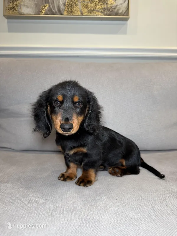 Rolex – Miniature Dachshund puppy for sale in Chicago, IL