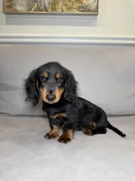 Rolex, a male Miniature Dachshund for sale in Chicago, IL – Photo 1 of 4