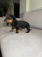 Rolex, a male Miniature Dachshund for sale in Chicago, IL – Photo 3 of 4