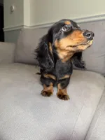 Rolex, a male Miniature Dachshund for sale in Chicago, IL – Photo 4 of 4