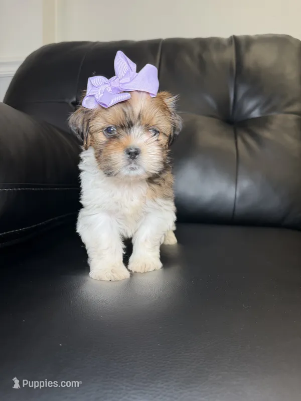 Greece  – Shih Tzu puppy for sale in Chicago, IL