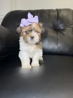 Greece , a female Shih Tzu for sale in Chicago, IL – 1 of 3