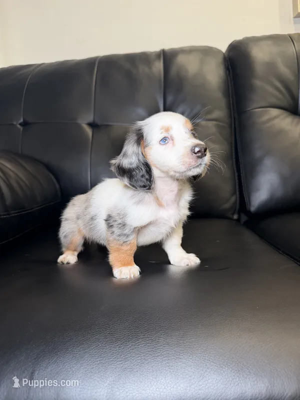 Lefty – Miniature Dachshund puppy for sale in Chicago, IL