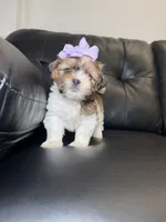 Greece , a female Shih Tzu for sale in Chicago, IL – 3 of 3