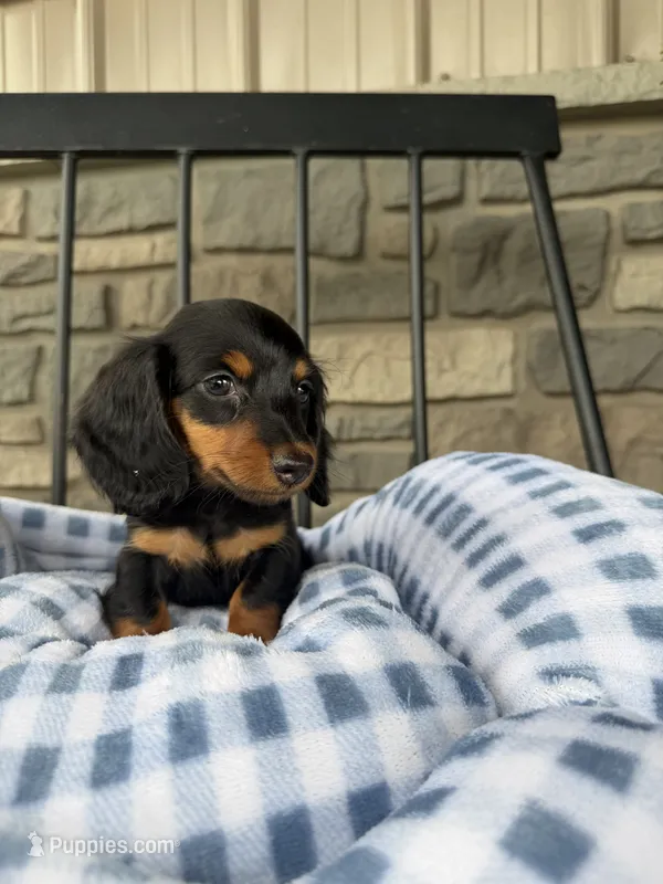 Sushi – Miniature Dachshund puppy for sale in Chicago, IL