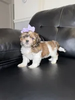 Greece , a female Shih Tzu for sale in Chicago, IL – 2 of 3