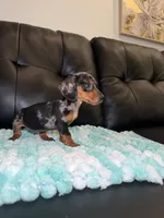 Birdie , a female Miniature Dachshund for sale in Chicago, IL – 2 of 3