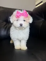 Apple cider , a female Poodle - Toy  for sale in Chicago, IL – 3 of 3