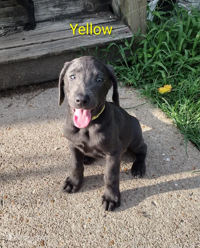 Charcoal Labrador Yellow Collar – Labrador Retriever puppy for sale in Eldon, MO