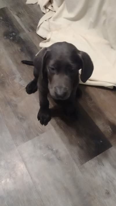 Labrador Charcoal W/Green Collar, a male Labrador Retriever for sale in Eldon, MO – 2 of 10