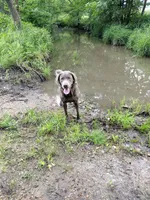 Charcoal Labrador Yellow Collar, a male Labrador Retriever for sale in Eldon, MO – 10 of 10