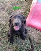 Charcoal Labrador Green Collar, a male Labrador Retriever for sale in Eldon, MO – 3 of 10