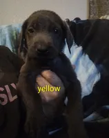 Charcoal Labrador Yellow Collar, a male Labrador Retriever for sale in Eldon, MO – 3 of 10