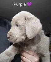 Silver Labrador Female Purple collar , a female Labrador Retriever for sale in Eldon, MO – Photo 6 of 10