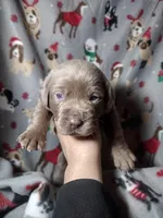 Silver Labrador Female Purple collar , a female Labrador Retriever for sale in Eldon, MO – Photo 8 of 10