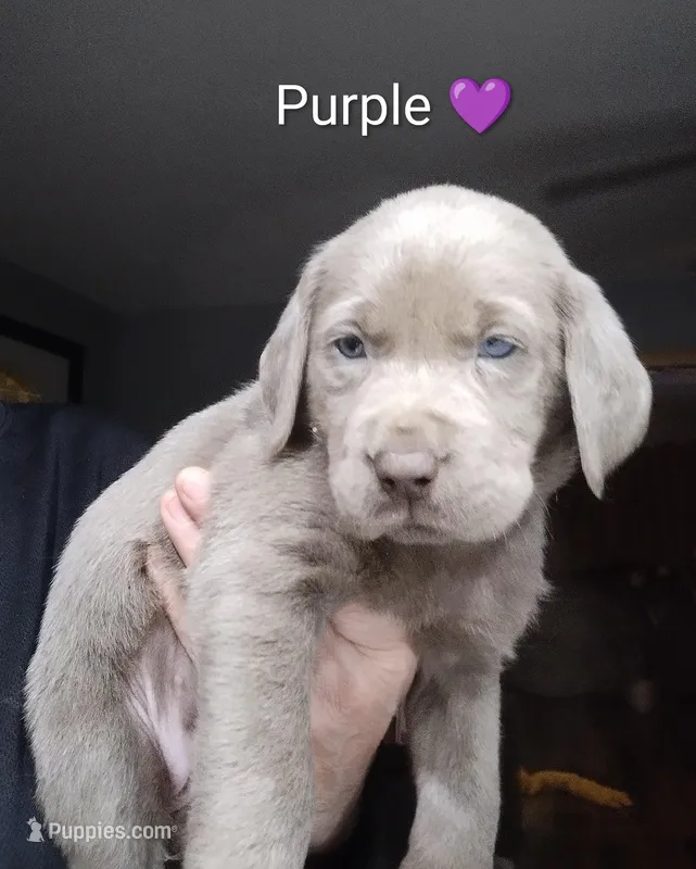Silver Labrador Female Purple collar 
