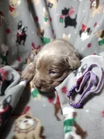 Silver Labrador Female Purple collar , a female Labrador Retriever for sale in Eldon, MO – Photo 7 of 10