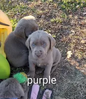 Silver Labrador Female Purple collar , a female Labrador Retriever for sale in Eldon, MO – Photo 2 of 10