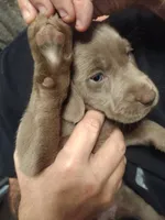 Silver Labrador Female Purple collar , a female Labrador Retriever for sale in Eldon, MO – Photo 5 of 10