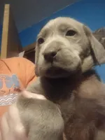 Silver Labrador Female Purple collar , a female Labrador Retriever for sale in Eldon, MO – Photo 4 of 10