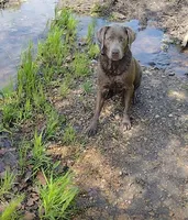 Charcoal Labrador Yellow Collar, a male Labrador Retriever for sale in Eldon, MO – 6 of 10