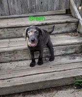 Charcoal Labrador Green Collar, a male Labrador Retriever for sale in Eldon, MO – 8 of 10