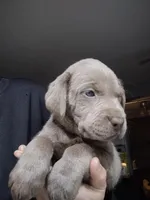 Silver Labrador Female black collar, a female Labrador Retriever for sale in Eldon, MO – Photo 8 of 9