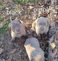 Silver Labrador Female black collar, a female Labrador Retriever for sale in Eldon, MO – Photo 2 of 9