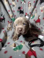 Silver Labrador Female black collar, a female Labrador Retriever for sale in Eldon, MO – Photo 9 of 9