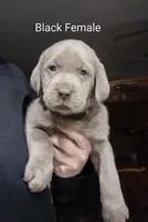 Silver Labrador Female black collar, a female Labrador Retriever for sale in Eldon, MO – Photo 1 of 9