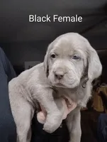 Silver Labrador Female black collar, a female Labrador Retriever for sale in Eldon, MO – Photo 4 of 9