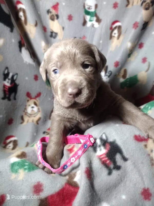 Silver Labrador Female 4