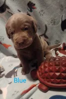 Silver Labrador Male Blue, a male Labrador Retriever for sale in Eldon, MO – Photo 4 of 10