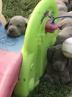 Silver Labrador Male Blue, a male Labrador Retriever for sale in Eldon, MO – Photo 5 of 10