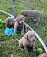 Silver Labrador Male Blue, a male Labrador Retriever for sale in Eldon, MO – Photo 6 of 10