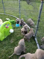 Silver Labrador Male Blue, a male Labrador Retriever for sale in Eldon, MO – Photo 10 of 10