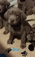 Silver Labrador Male Blue, a male Labrador Retriever for sale in Eldon, MO – Photo 2 of 10