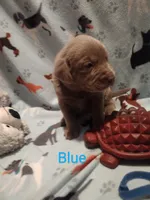 Silver Labrador Male Blue, a male Labrador Retriever for sale in Eldon, MO – Photo 8 of 10