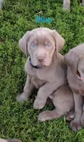 Silver Labrador Male Blue, a male Labrador Retriever for sale in Eldon, MO – Photo 1 of 10