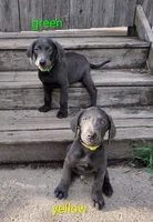 Charcoal Labrador Yellow Collar, a male Labrador Retriever for sale in Eldon, MO – 5 of 10