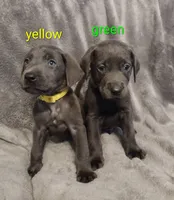 Charcoal Labrador Green Collar, a male Labrador Retriever for sale in Eldon, MO – 4 of 10