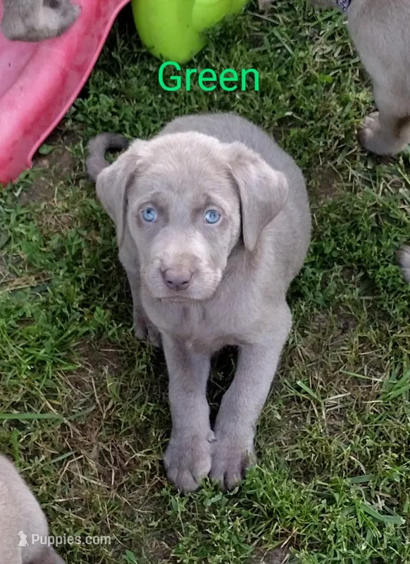 Silver Labrador Male Green