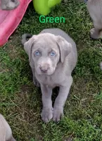 Silver Labrador Male Green, a male Labrador Retriever for sale in Eldon, MO – Photo 1 of 10